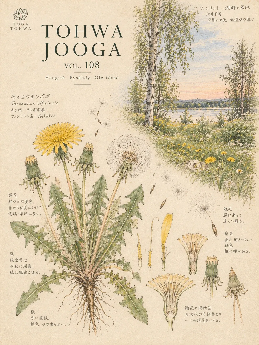 TOHWA JOOGA Vol. 108 -lehden kansi: voikukan kasvipiirros, koivuja ja järvi kesäillan valossa sekä teksti ”Hengitä. Pysähdy. Ole tässä.”